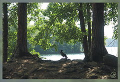photo "Piracy island"