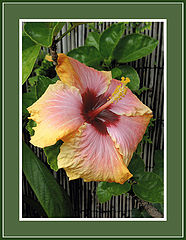 photo "Peggy's pride."