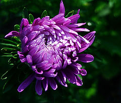 photo "Aster"