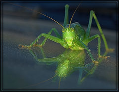 photo "Grasshopper"