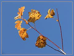 photo "Gold on Blue"