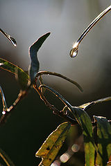 photo "An autumn avaricious sun"