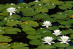 photo "Nenufares"