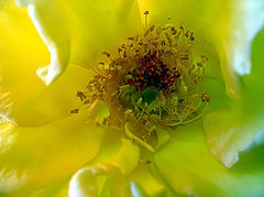 photo "***"