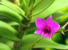 photo "flower"
