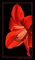 photo "Flame"