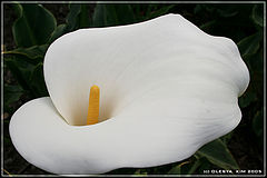 photo "***"