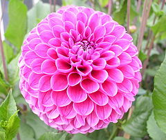 фото "Dahlia2"