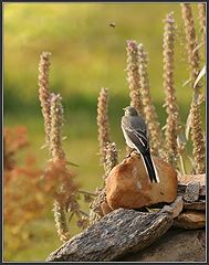 photo "Hunter ..."