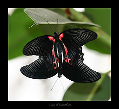 photo "Love of butterflies"