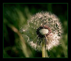 photo "Don`t breath !"