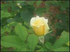фото "Last Rose in the Garden"