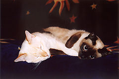 photo "Sweet sleep"