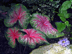 photo "Leaves"