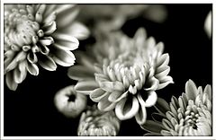 фото "Art 65, B&W"