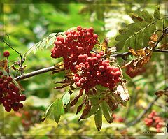 photo "Autumn berry"