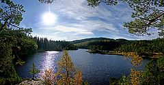 photo "Fall mood in the forest"