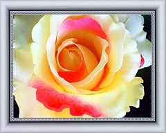 фото "Double Delight"