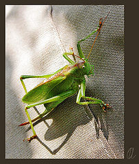 photo "On the friend's back"