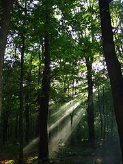 photo "Solar beams"