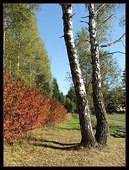photo "The Simplicity of the Autumn"