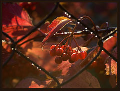 photo "In an imprisonment ..."