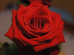 photo "Passion"