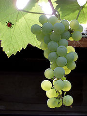 photo "Grapes"