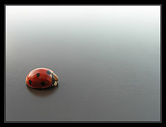 photo "A small fry"
