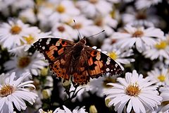 photo "The butterfly"