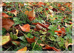 photo "Autumn. The beginning."