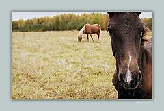 photo "The small horsy"