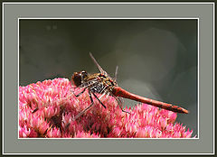 photo "Resting dragonfly"