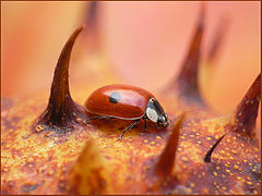 photo "Travel of the Ladybird"