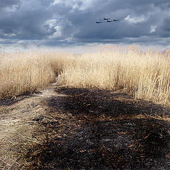 photo "The burned  ground"