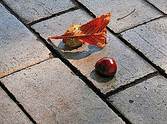photo "Autumn in Kiev (COLOR)"