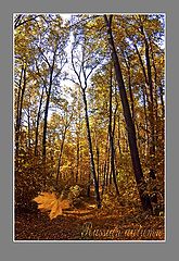photo "Russian autumn"