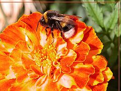 photo "Fall Honey"