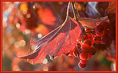 photo "Guelder-rose in morning light"