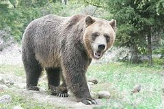 фото "giant grizzly"