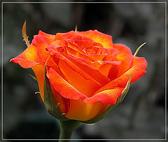 photo "The Last Summer Rose"