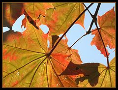 фото "Umbrellas"