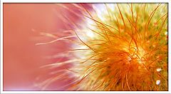 фото "Art 38"