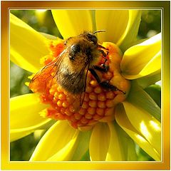 photo "Bumblebee"