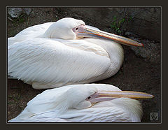 фото "Пеликаны"