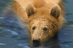 photo "Morning bath"