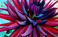 фото "Dark Princess"