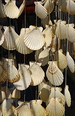 фото "jewellery shells II"