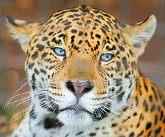 фото "blue eyed jaguar"