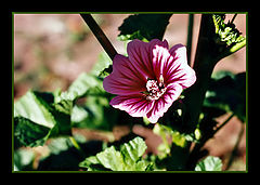 photo "Just a flower"